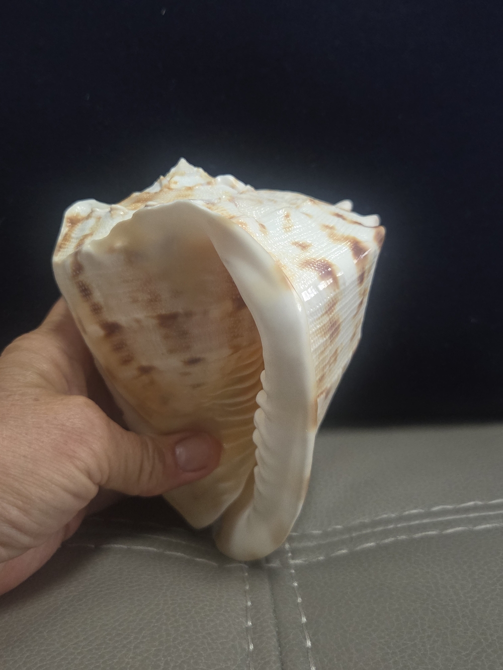 Beautiful Cassis Cornuta Shell 5” Stunning Sea Shell ~ Bin R - Picture 6 of 11